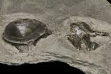 Shale With Two Ichthyosaur Vertebrae - Germany #114185-4